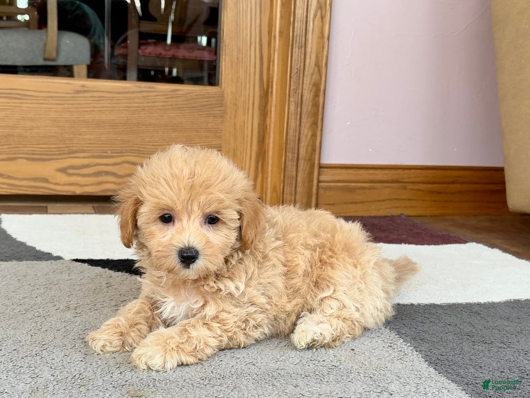 Maltipoo dogs for sale: Wyman - Image 2