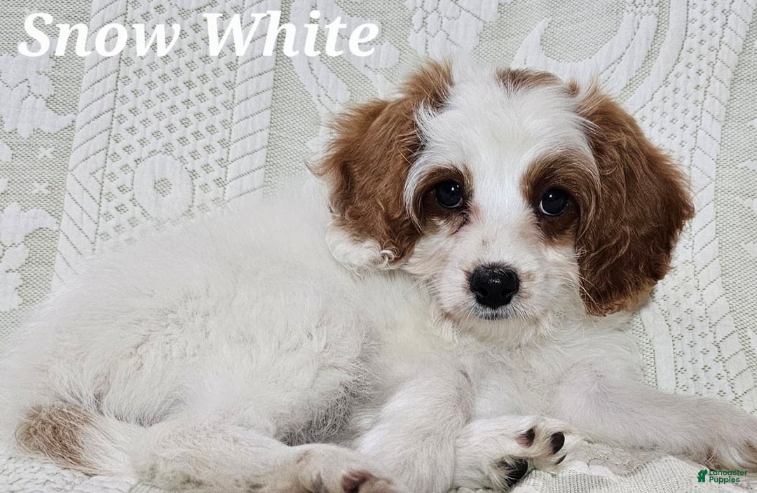 Cavapoo dogs for sale: Cavapoo 2 puppies - Image 4