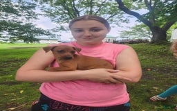 Miniature Pinscher dogs for sale: Rueban - Image 3