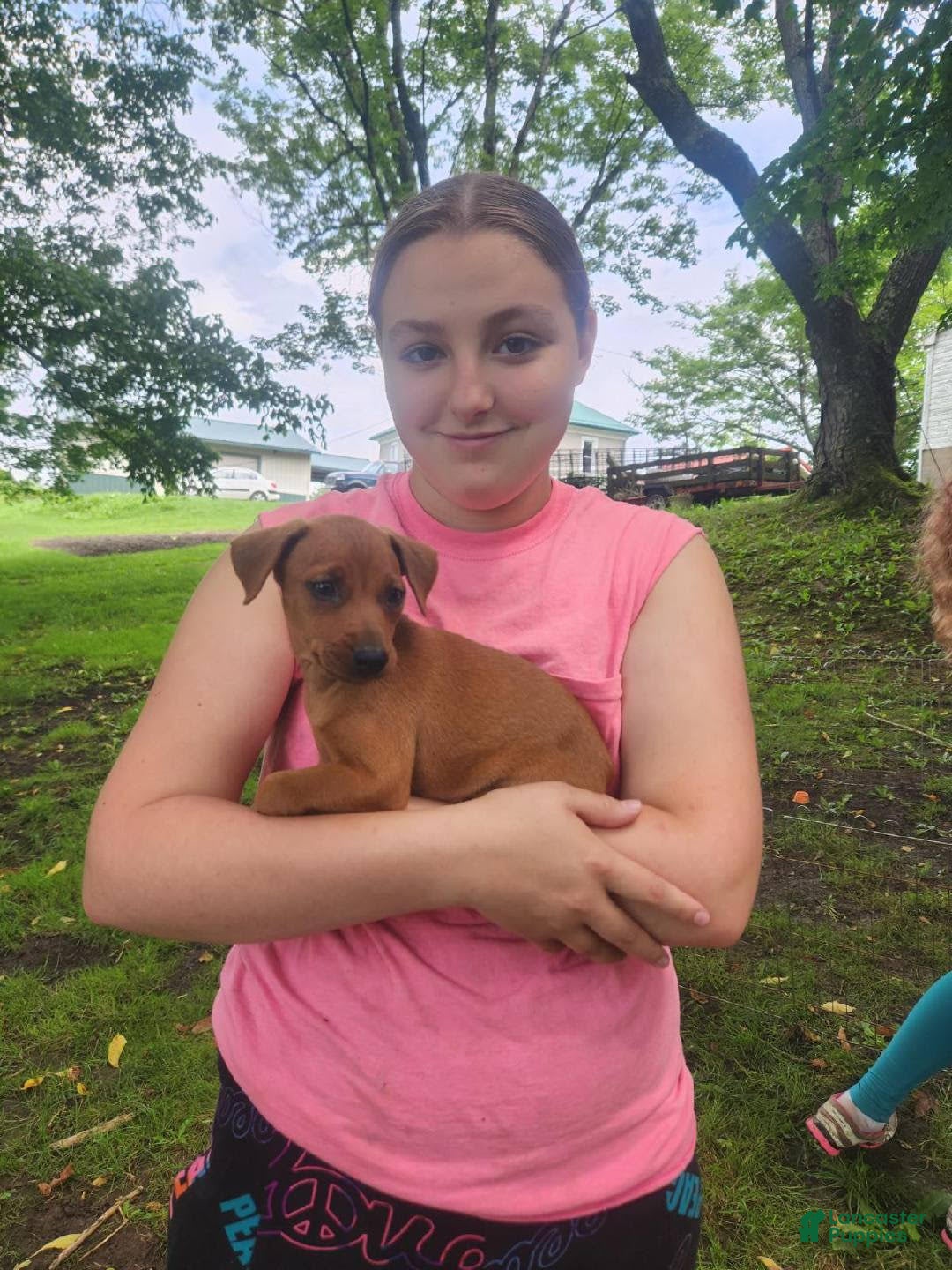 Miniature Pinscher dogs for sale: Rueban - Image 3