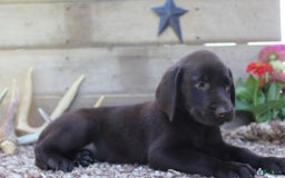 Labrador Retriever dogs for sale: Buckshot - Image 7