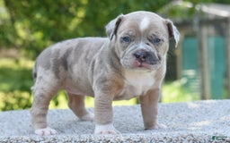 Olde English Bulldogge dogs for sale: Rosie Mini Bulldogge - Image 8