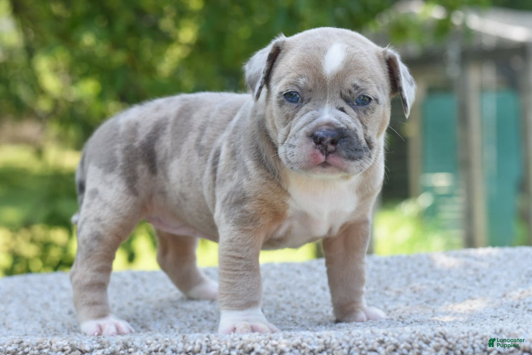 Olde English Bulldogge dogs for sale: Rosie Mini Bulldogge - Image 8