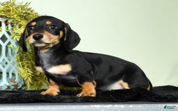 Miniature Dachshund dogs for sale: Dakota - Image 9