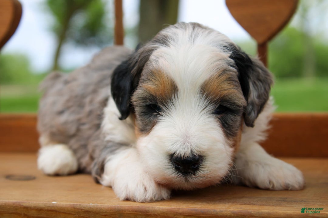 Mini Bernedoodle dogs for sale: Luke - Image 34