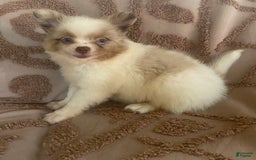 Pomchi dogs for sale: Tommy - Image 10