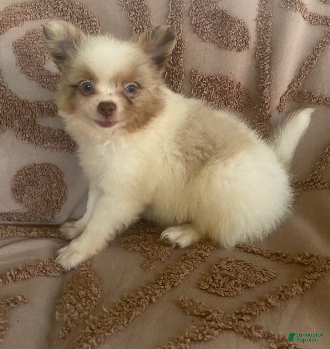 Pomchi dogs for sale: Tommy - Image 10