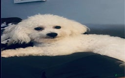 Teddy Bear dogs for sale: Unk - Image 6