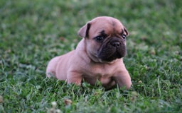 French Bulldog dogs for sale: Sheila - Image 13