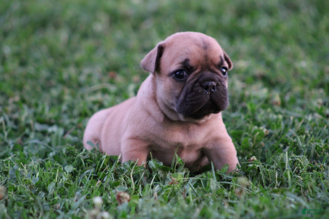 French Bulldog dogs for sale: Sheila - Image 13