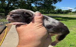 French Bulldog dogs for sale: Chance - Image 7