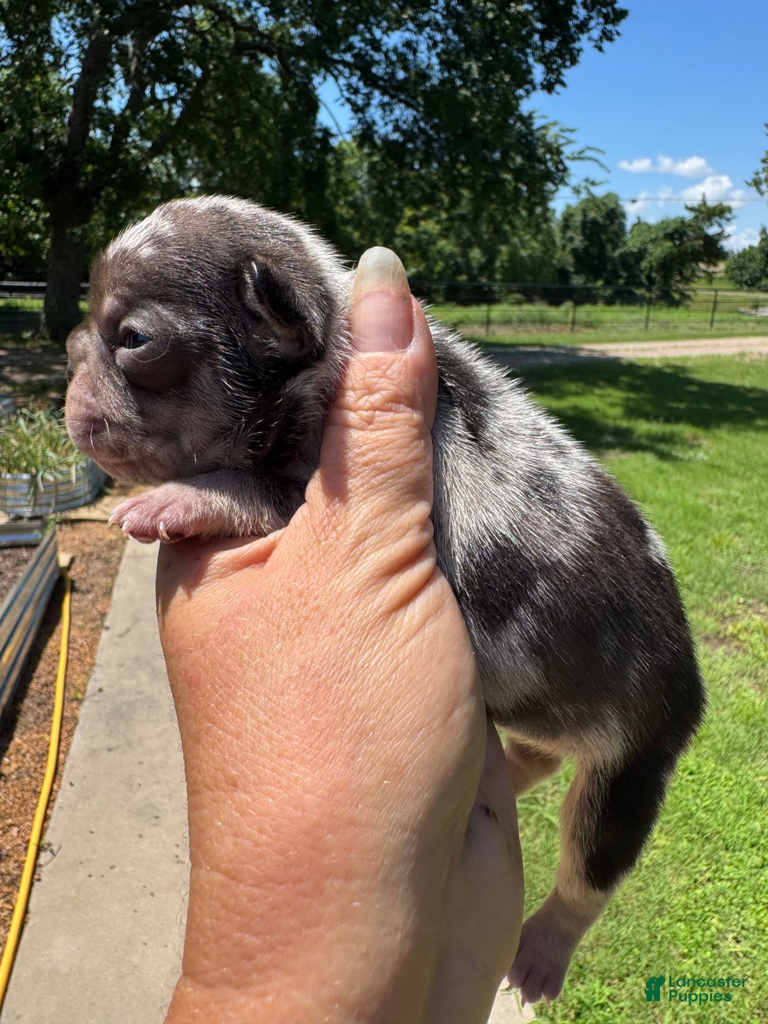 French Bulldog dogs for sale: Chance - Image 7
