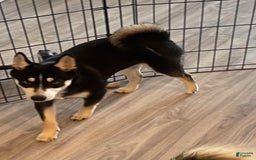Alaskan Klee Kai dogs for sale: Naymeria - Image 14