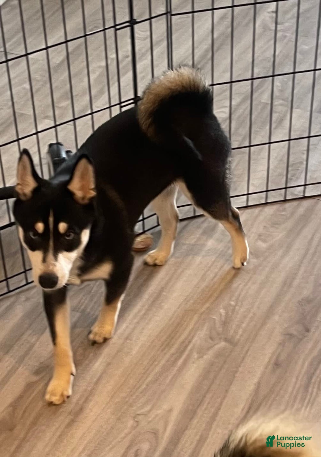 Alaskan Klee Kai dogs for sale: Naymeria - Image 14