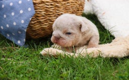 English Bulldog dogs for sale: Turbo - Image 14