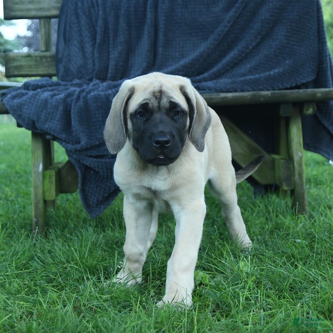 English Mastiff dogs for sale: Molly - Image 6