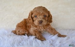 Cockapoo dogs for sale: Hazel - Image 5