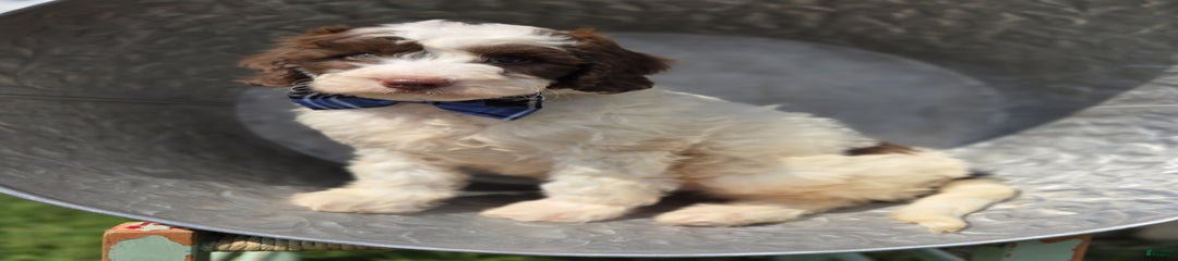 Goliath