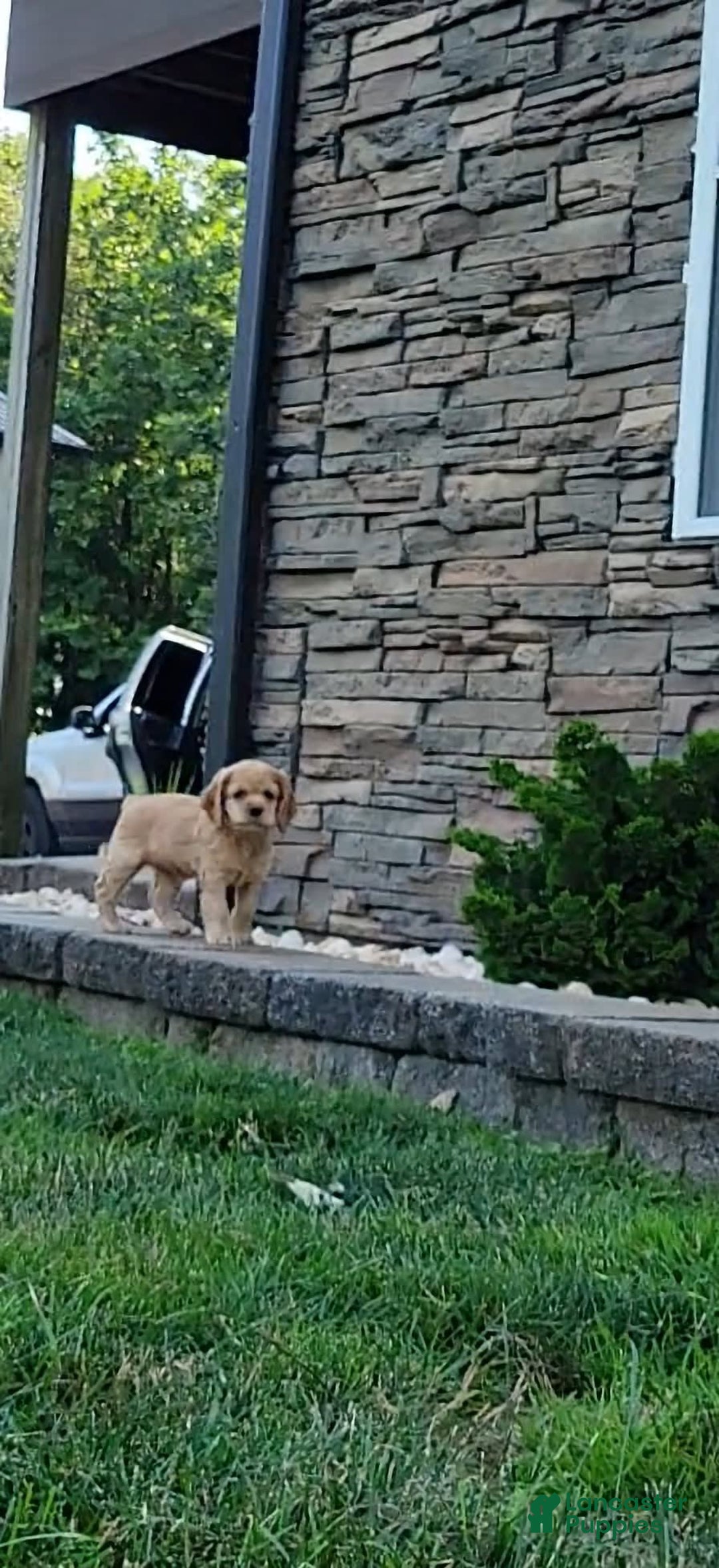 Cocker Spaniel dogs for sale: Bonnie - Image 2