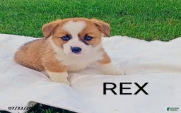Welsh Corgi Pembroke dogs for sale: Rex - Image 1