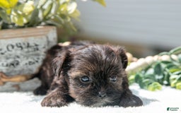 Shorkie dogs for sale: Link - Image 2