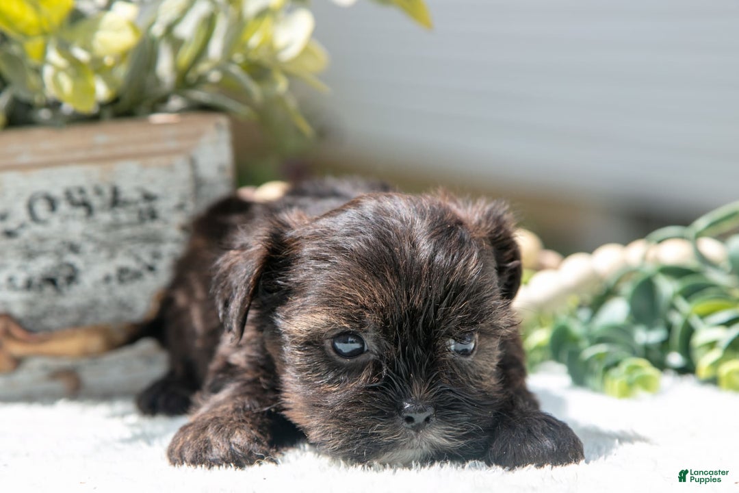 Shorkie dogs for sale: Link - Image 2
