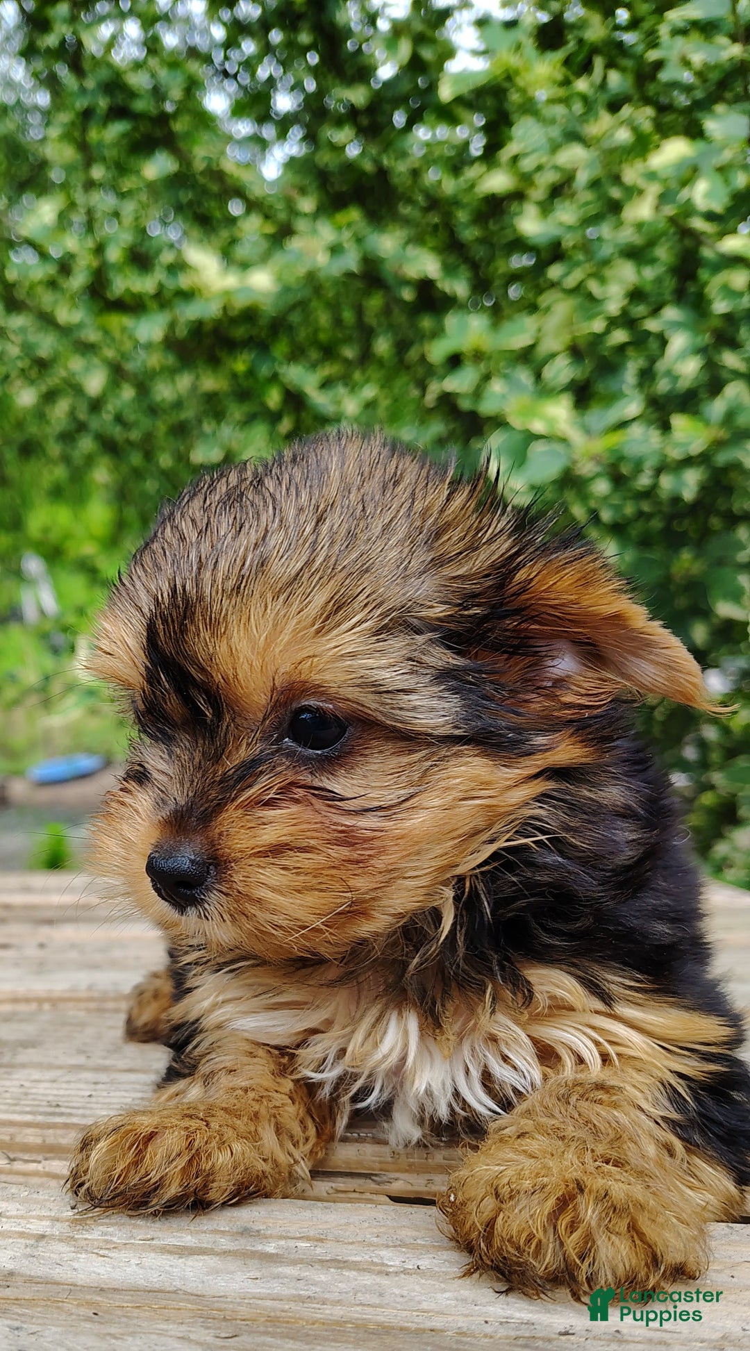 Yorkshire Terrier dogs for sale: Seraphina - Image 8