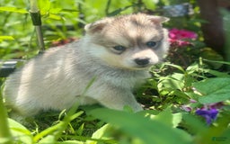 Pomsky dogs for sale: Kanan - Image 8