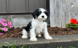 Miniature Schnauzer dogs for sale: Philip - Image 3