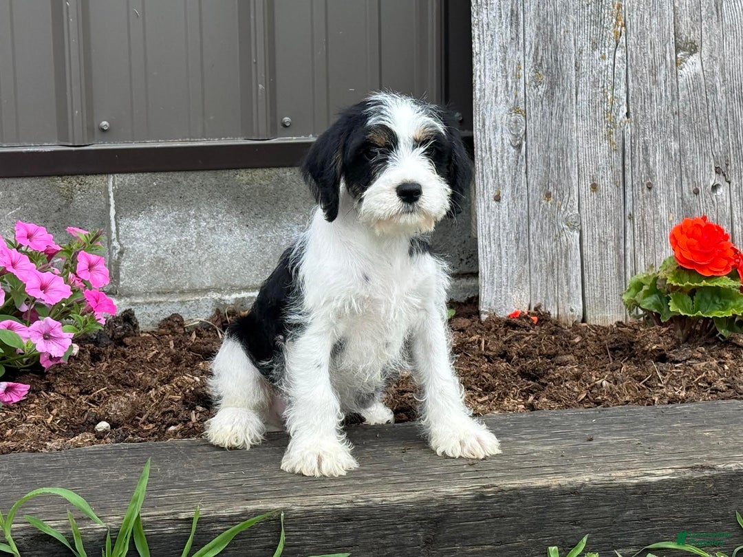 Miniature Schnauzer dogs for sale: Philip - Image 3