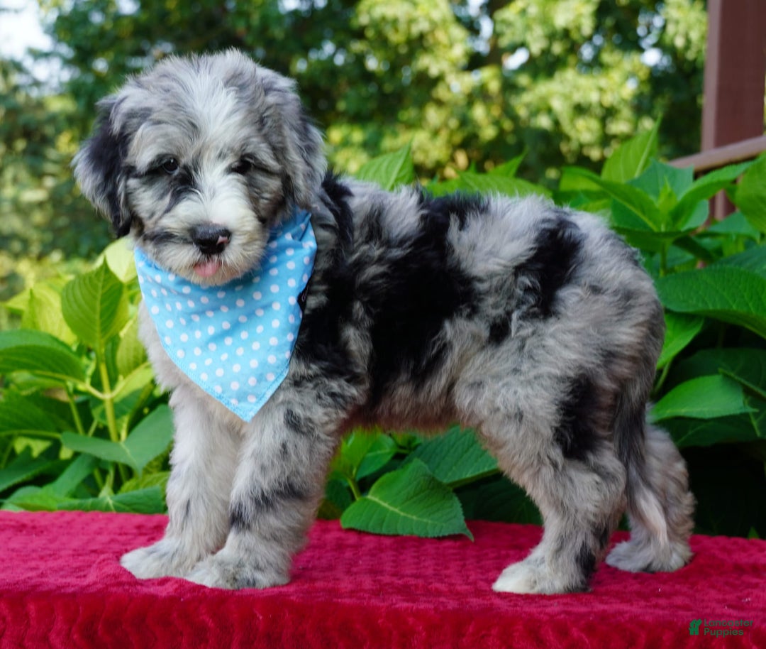 Sheepadoodle dogs for sale: Murphy - Image 7
