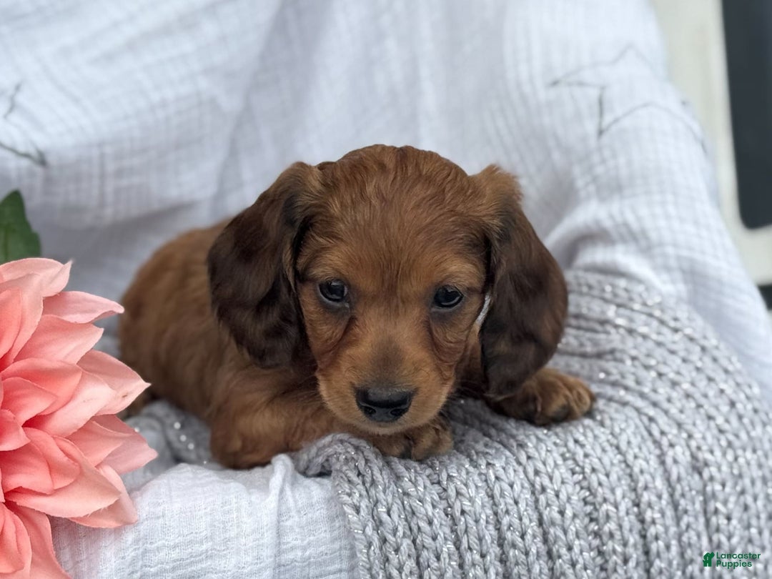 Miniature Dachshund dogs for sale: Teddy - Image 4