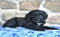 Goldendoodle dogs for sale: Star - Image 3