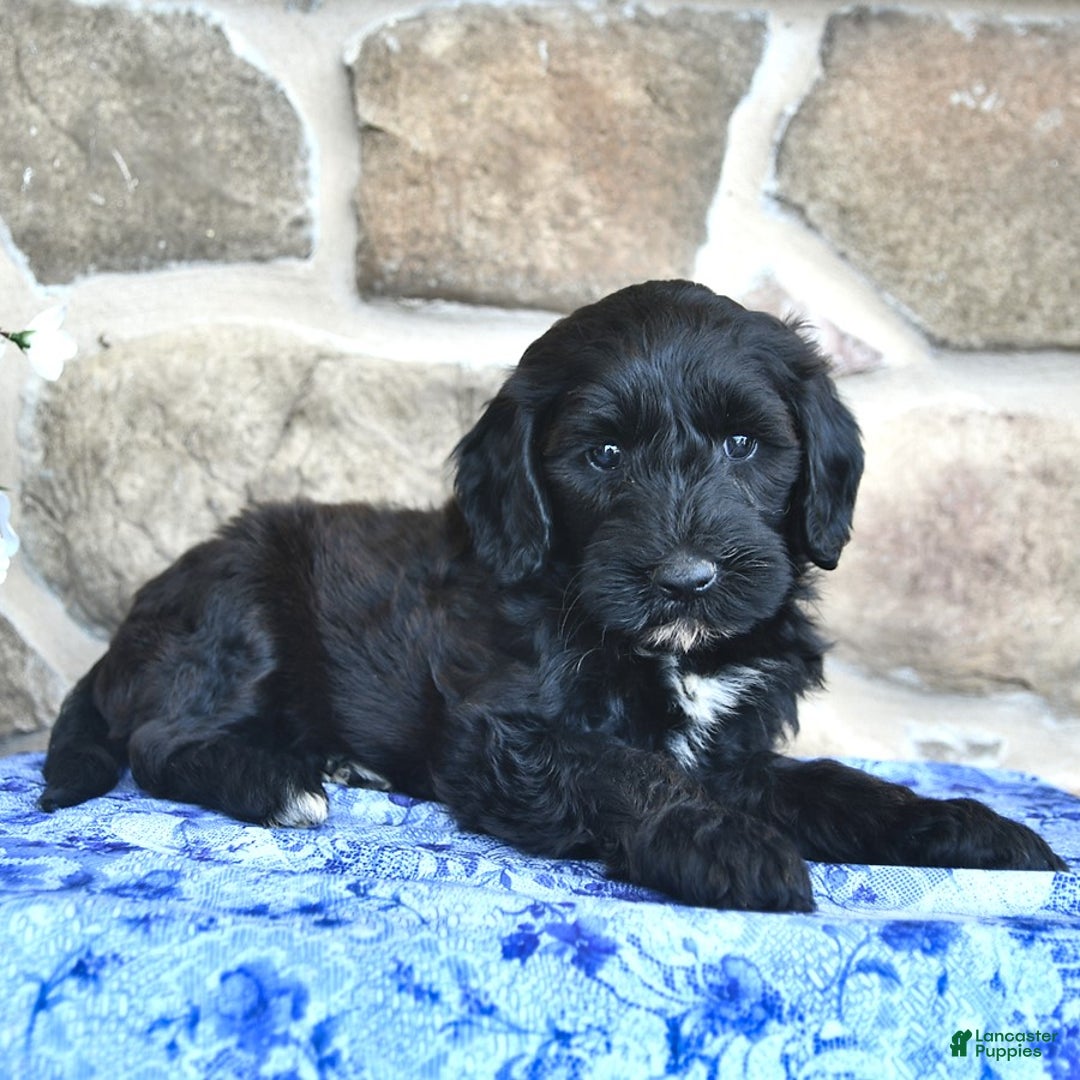 Goldendoodle dogs for sale: Star - Image 3