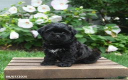 Teddy Bear dogs for sale: Twilight - Image 2