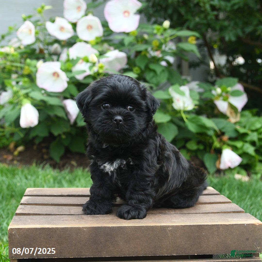 Teddy Bear dogs for sale: Twilight - Image 2