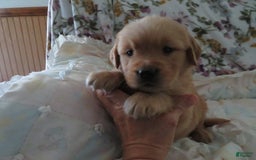 Golden Retriever dogs for sale: Twinkie - Image 9