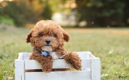 Toy Poodle dogs for sale: Reese - Image 10