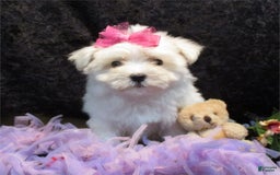 Maltese dogs for sale: Candice - Image 5