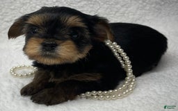Yorkshire Terrier dogs for sale: Jolene - Image 4