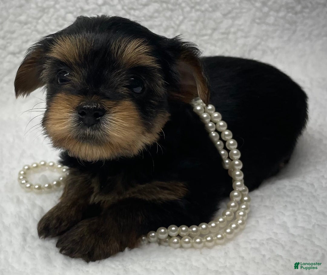 Yorkshire Terrier dogs for sale: Jolene - Image 4