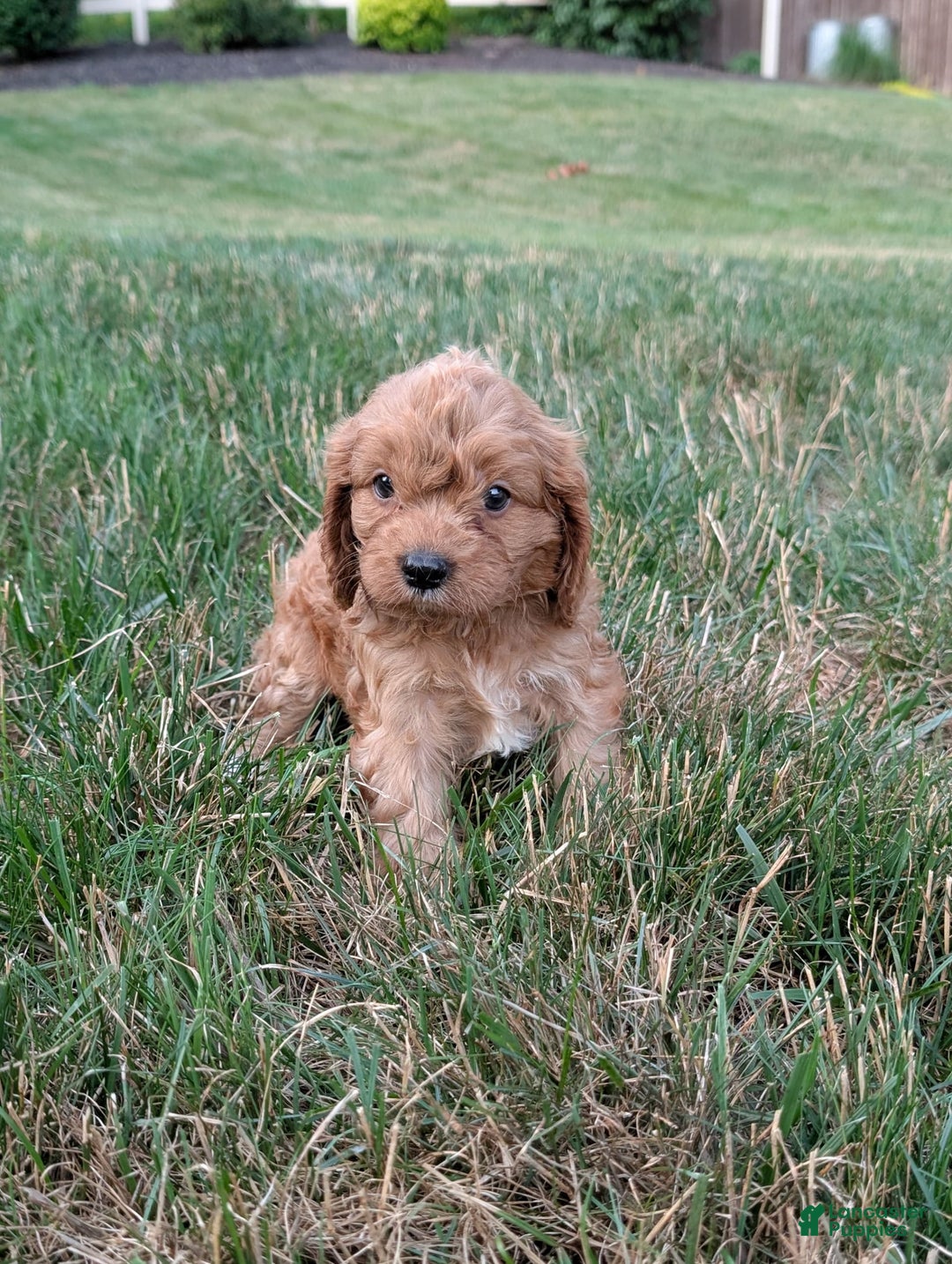 Cavapoo dogs for sale: Axel - Image 20