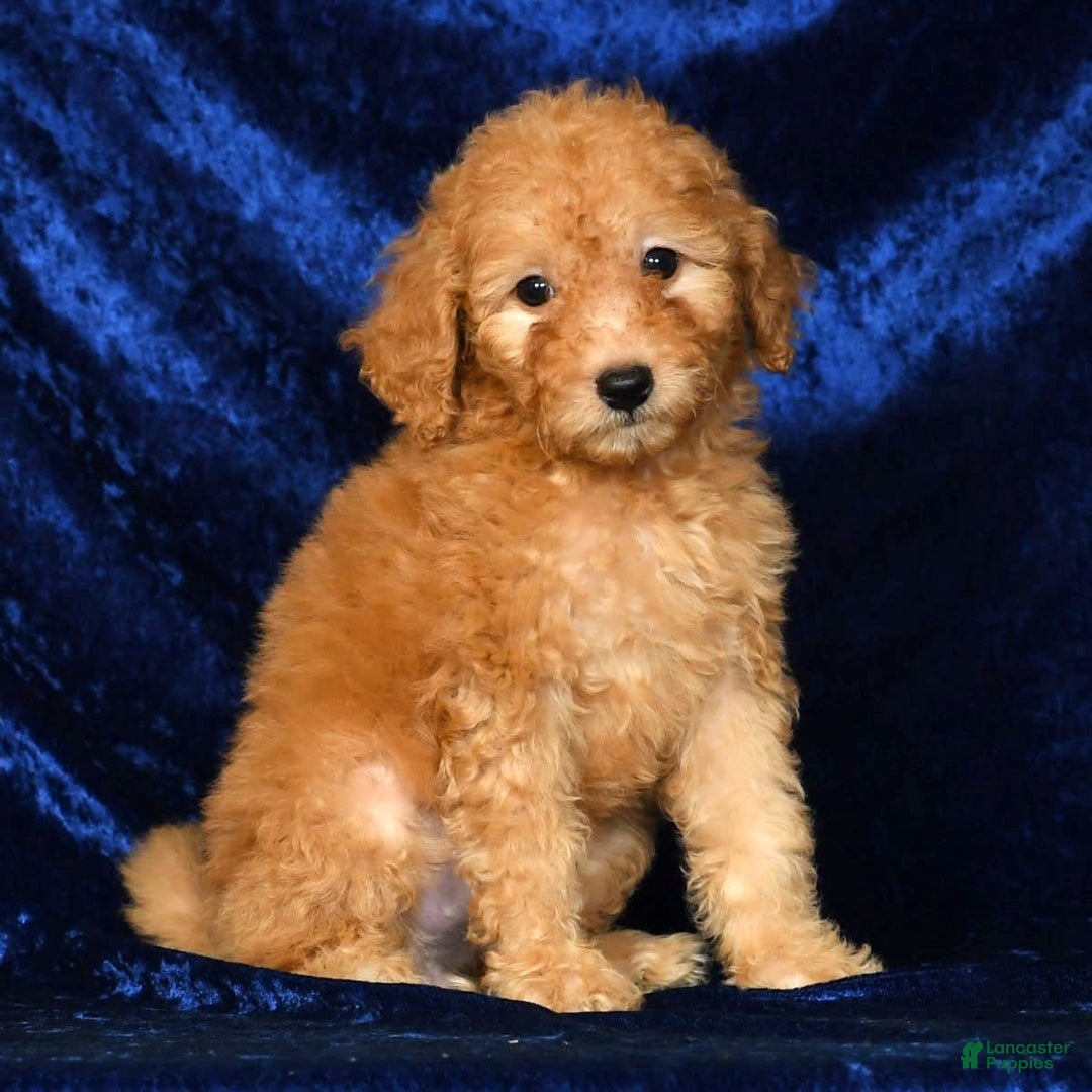 Mini Goldendoodle dogs for sale: Desiree - Image 9