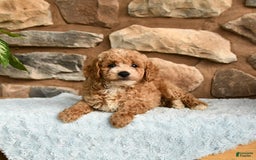 Miniature Poodle dogs for sale: Beauty - Image 3