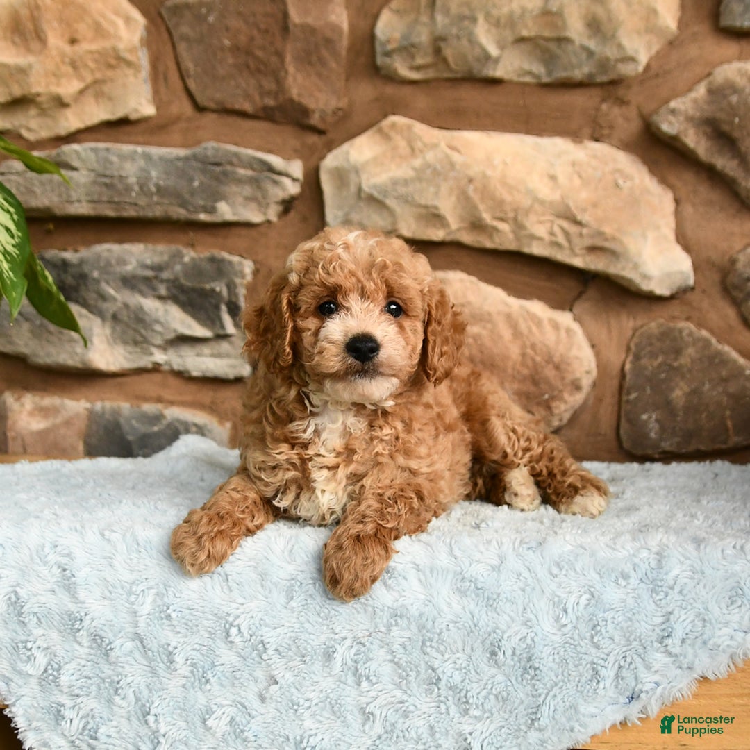 Miniature Poodle dogs for sale: Beauty - Image 3