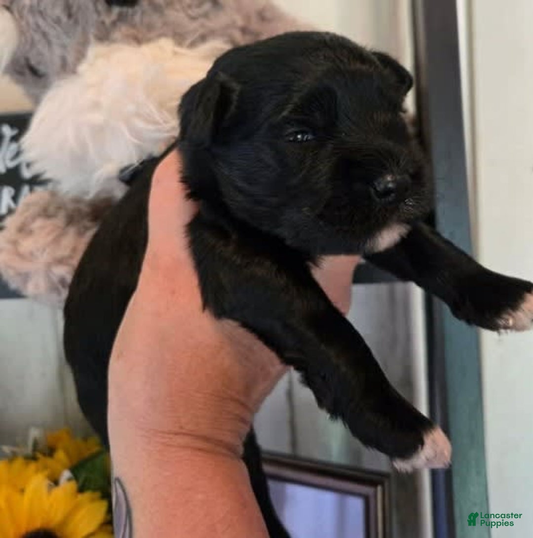 Miniature Schnauzer dogs for sale: Pup 2 - Image 4