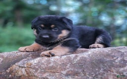 German Shepherd dogs for sale: Kimber - Image 9