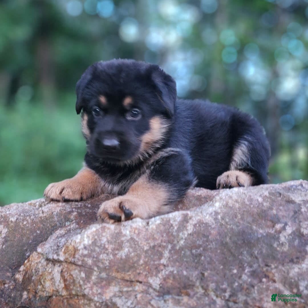 German Shepherd dogs for sale: Kimber - Image 9