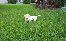 Labrador Retriever dogs for sale: Hank - Image 1