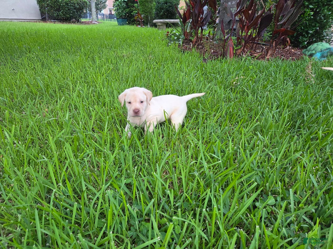 Labrador Retriever dogs for sale: Hank - Image 1